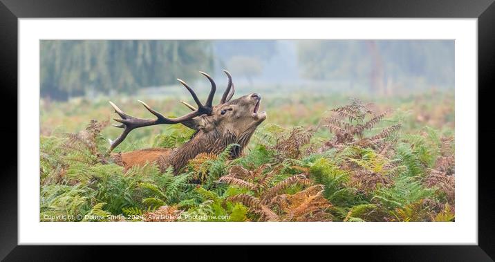 Red Deer Stag Framed Mounted Print by Donna Smith