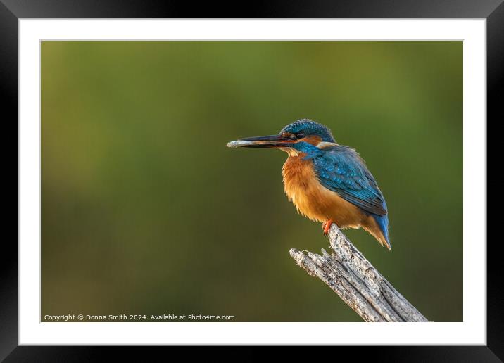 Kingfisher with lunch Framed Mounted Print by Donna Smith