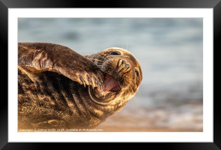 Grey Seal in Norfolk Framed Mounted Print by Donna Smith