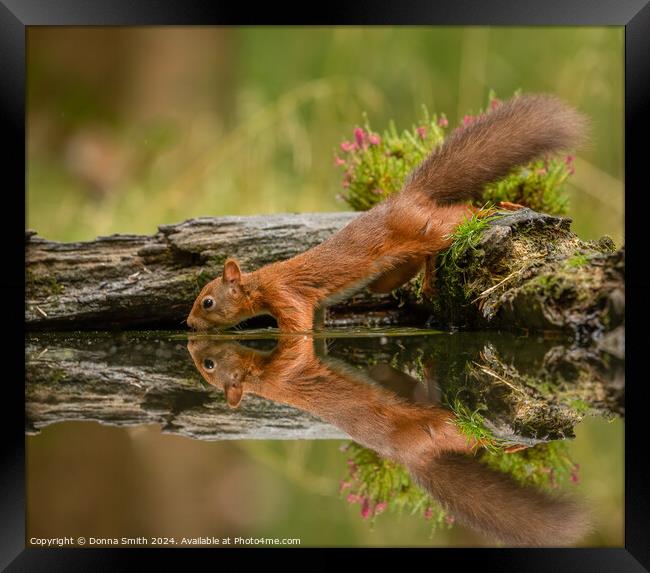Thirsty Red Squirrel Framed Print by Donna Smith