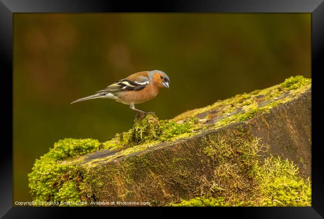 Male Chaffinch Framed Print by Donna Smith