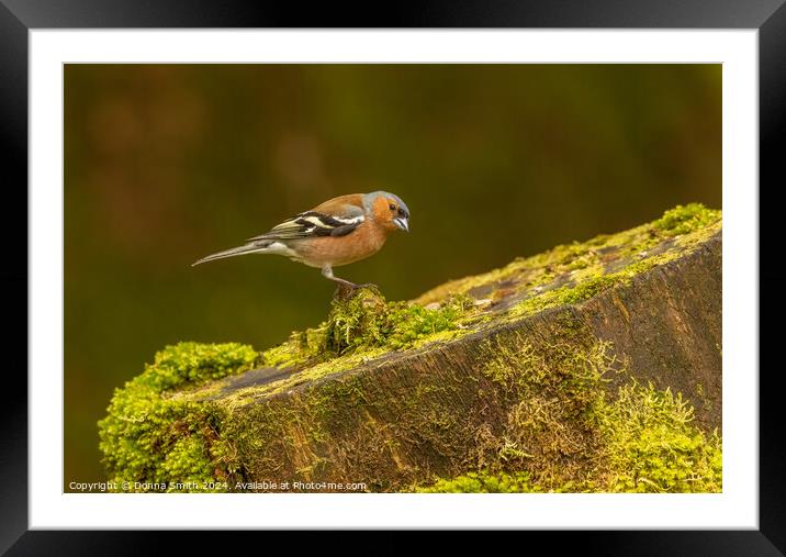 Male Chaffinch Framed Mounted Print by Donna Smith