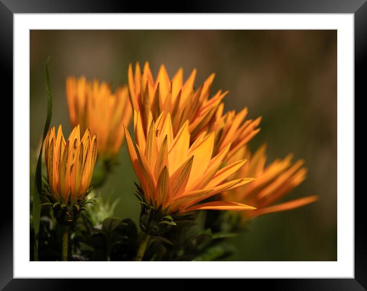 Gazania Giant plant Framed Mounted Print by Donna Smith