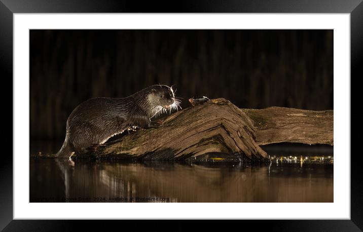 Wild Otter dining Framed Mounted Print by Donna Smith