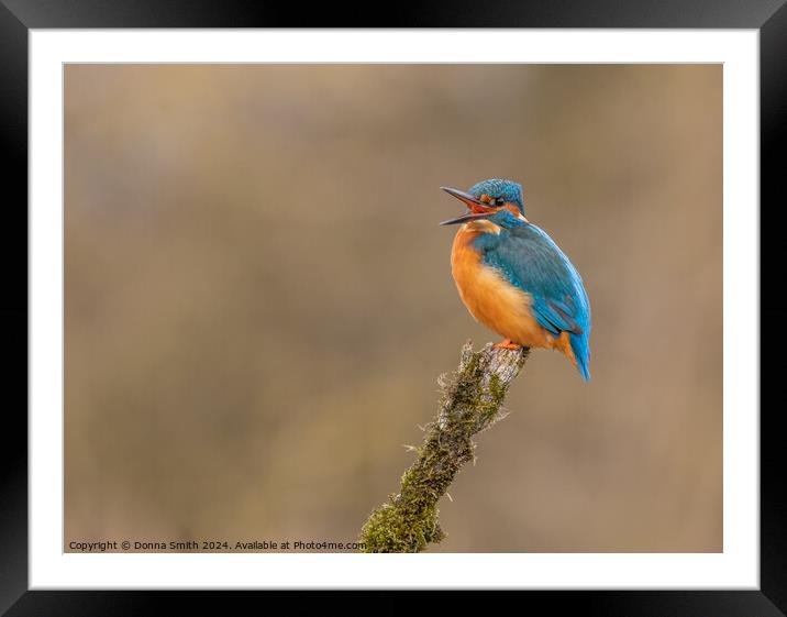 Kingfisher Framed Mounted Print by Donna Smith