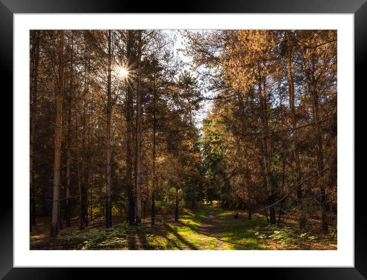 Forest walk Framed Mounted Print by Donna Smith