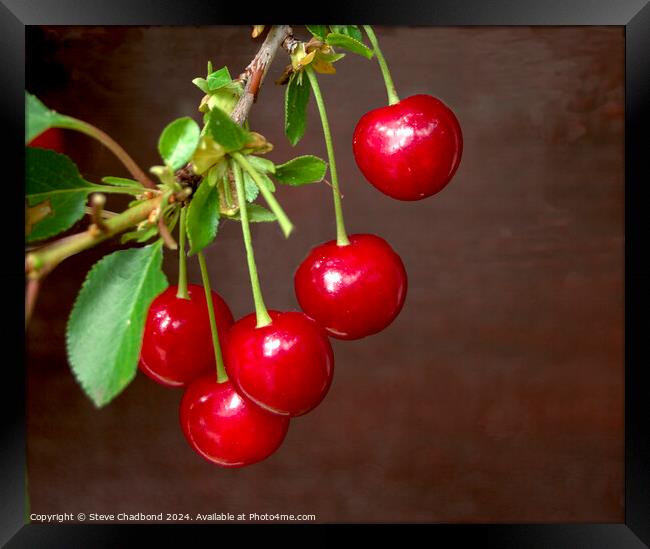 Cherries Framed Print by Stephen Chadbond