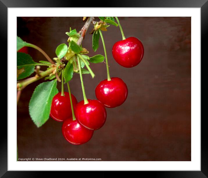 Cherries Framed Mounted Print by Stephen Chadbond