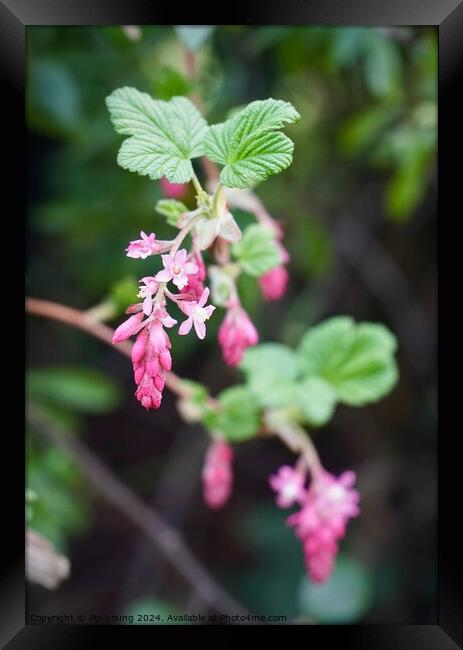 Pink flowers in the Peak District Framed Print by Pip Young