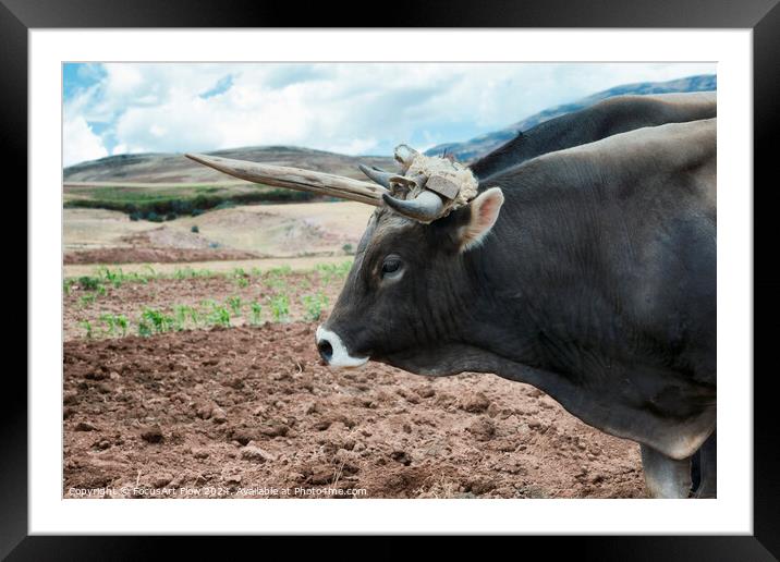 Urubamba Valley Working Ox in Peruvian Highlands Framed Mounted Print by FocusArt Flow