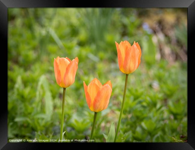 Three orange tulips Framed Print by Average Images