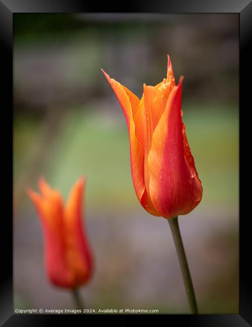 Two orange tulips Framed Print by Average Images