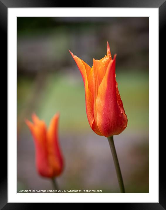 Two orange tulips Framed Mounted Print by Average Images