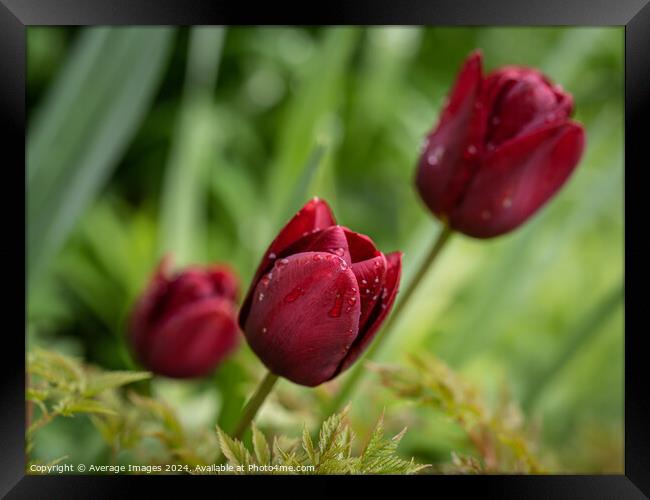 Three burgundy tulips Framed Print by Average Images