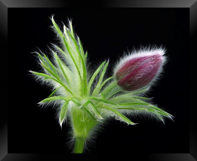 Pulsatilla Bud Framed Print by Karl Oparka