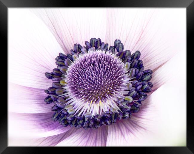 Anemone Flower Framed Print by Karl Oparka