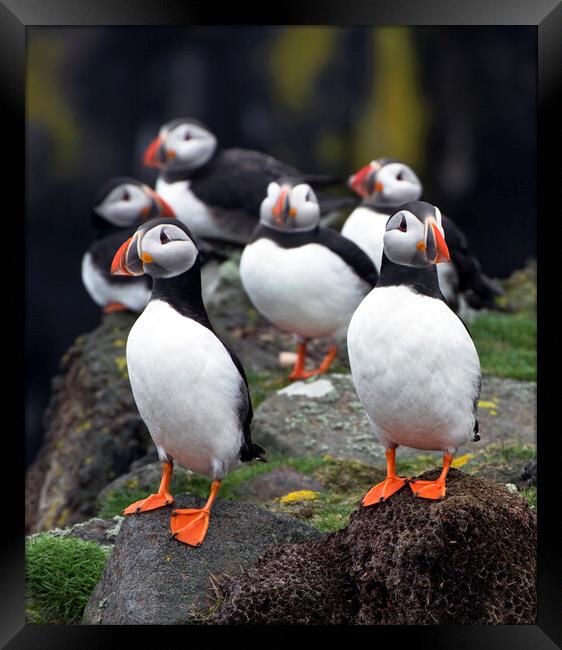 A Posse of Puffins Framed Print by Karl Oparka