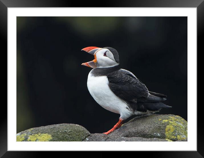 Calling All Puffins Framed Mounted Print by Karl Oparka