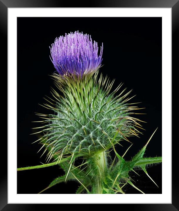 Scottish Thistle Framed Mounted Print by Karl Oparka