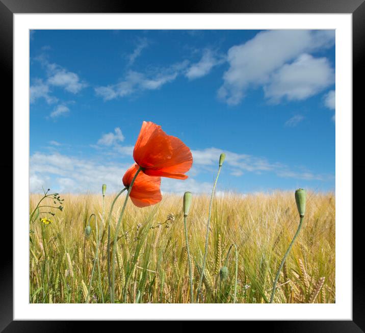 Wild poppies among barley Framed Mounted Print by Karl Oparka