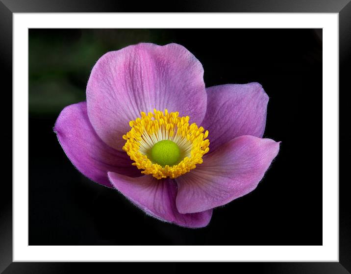 Pink Anemone Framed Mounted Print by Karl Oparka