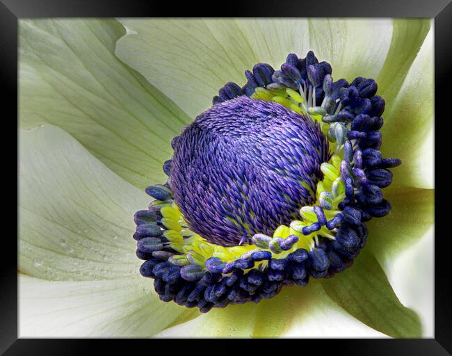 White Anemone  Framed Print by Karl Oparka