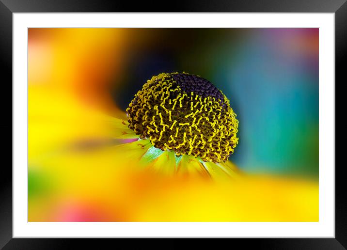 Helenium Flower Framed Mounted Print by Karl Oparka