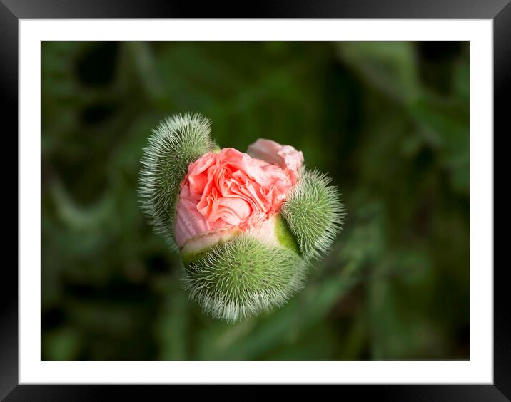 Poppy Bud Framed Mounted Print by Karl Oparka