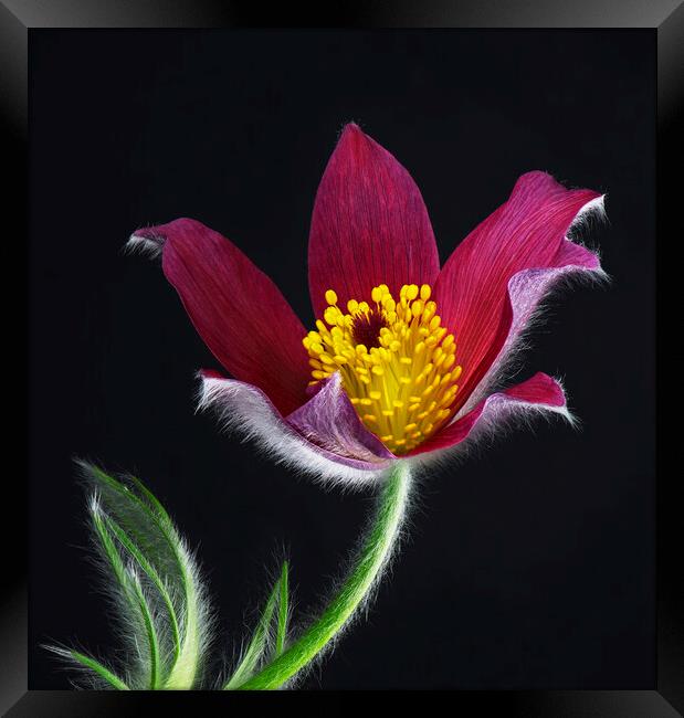 Pulsatilla Flower Framed Print by Karl Oparka