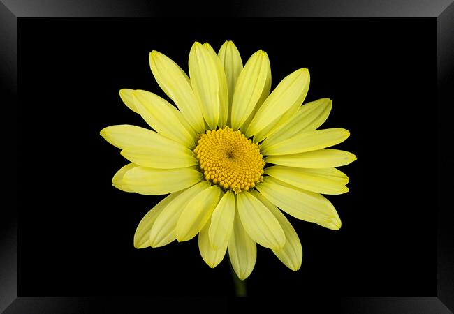 Yellow Flower Framed Print by Karl Oparka