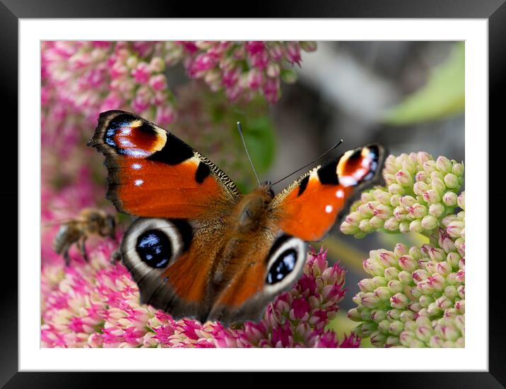 Peacock Butterfly Framed Mounted Print by Karl Oparka