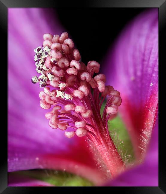 Lavateria flower, showing anther dehiscence and the release of pollen grains Framed Print by Karl Oparka