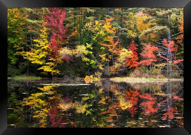 Autumn Colours, New Hampshire Framed Print by Karl Oparka