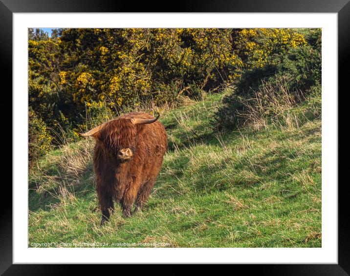 Highland Cow Framed Mounted Print by Claire Hutchison 