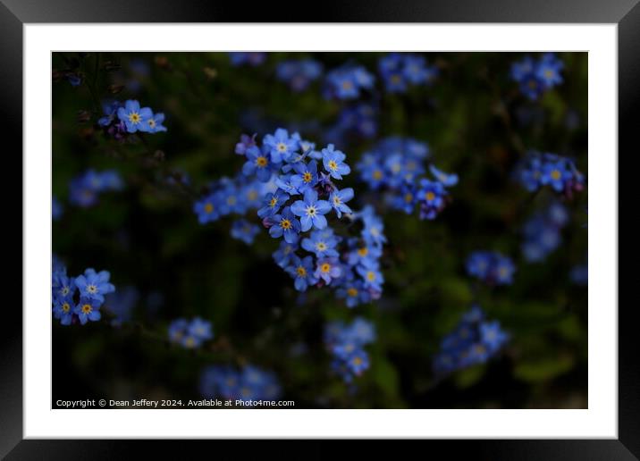 Forget-Me-Not Framed Mounted Print by Dean Jeffery