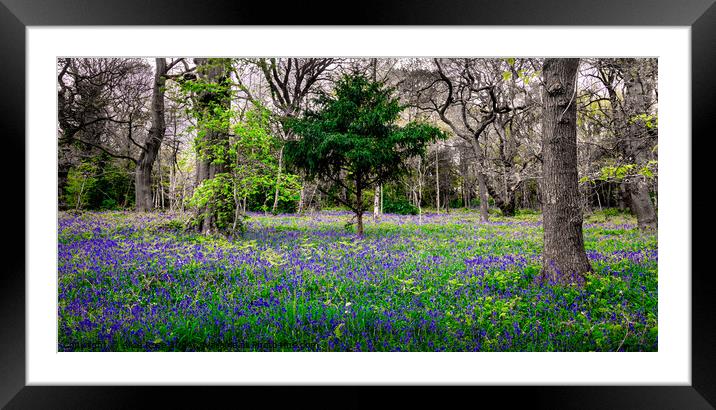 Bluebells in Atmospheric Bluebell Woods Panorama  Framed Mounted Print by Alice Rose