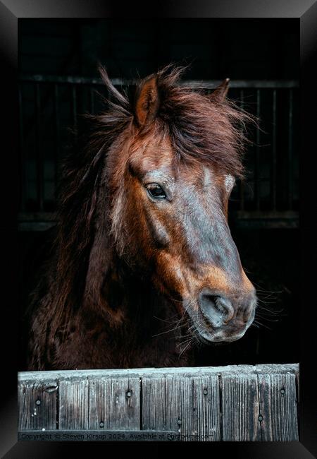 Brown Mare  Framed Print by Steven Kirsop