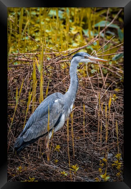 Morning Heron  Framed Print by Steven Kirsop