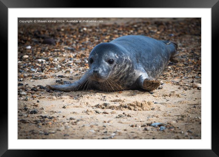 Seal pup   Framed Mounted Print by Steven Kirsop