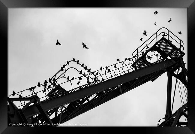 Birds in the crane Framed Print by Rene Kluge