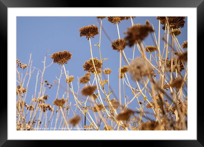 A group of flowers on a sunny day Framed Mounted Print by Rene Kluge