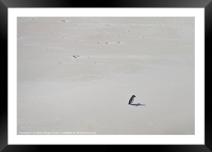 Lonely Penguin  Framed Mounted Print by Rene Kluge