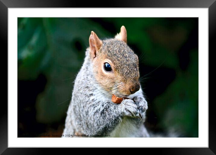 A Grey Squirrel Holding a Nut in a Lush Park Framed Mounted Print by Maximilian Newmark