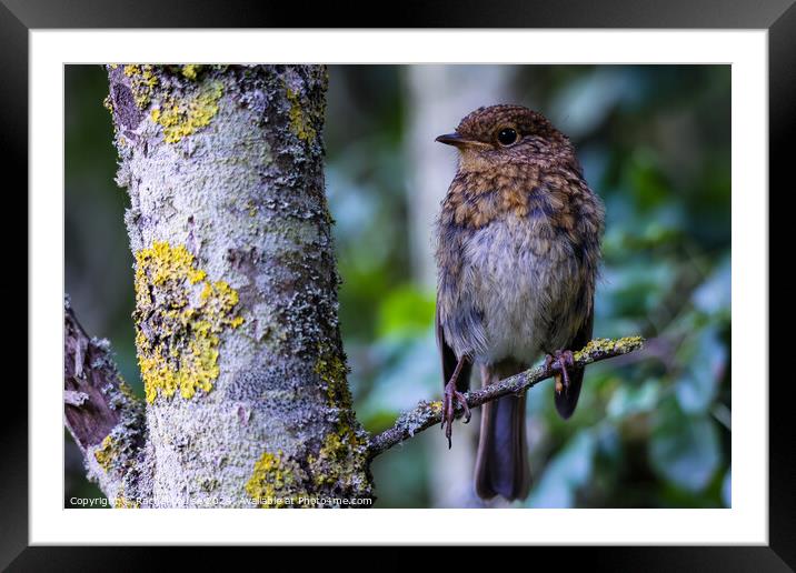 Baby Robin  Framed Mounted Print by Rachel Louise