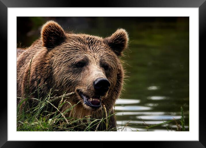 The Bear Framed Mounted Print by Don Alexander Lumsden