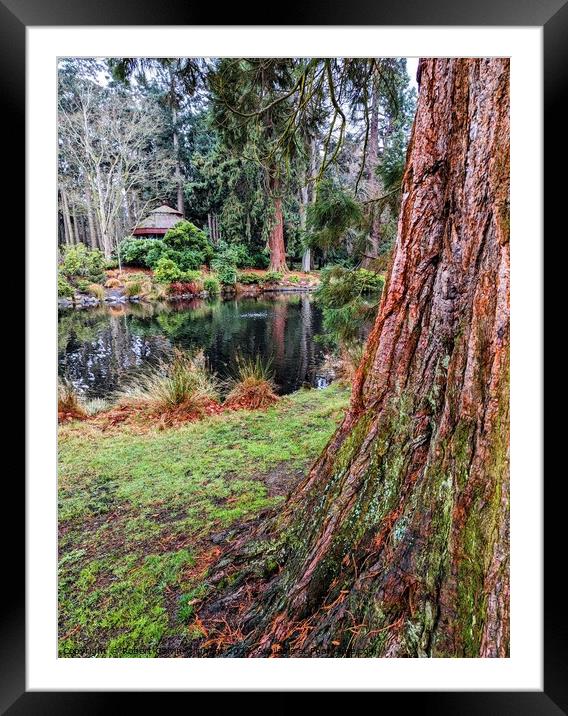 Sequoia tree close-up by a park lake Framed Mounted Print by Robert Galvin-Oliphant