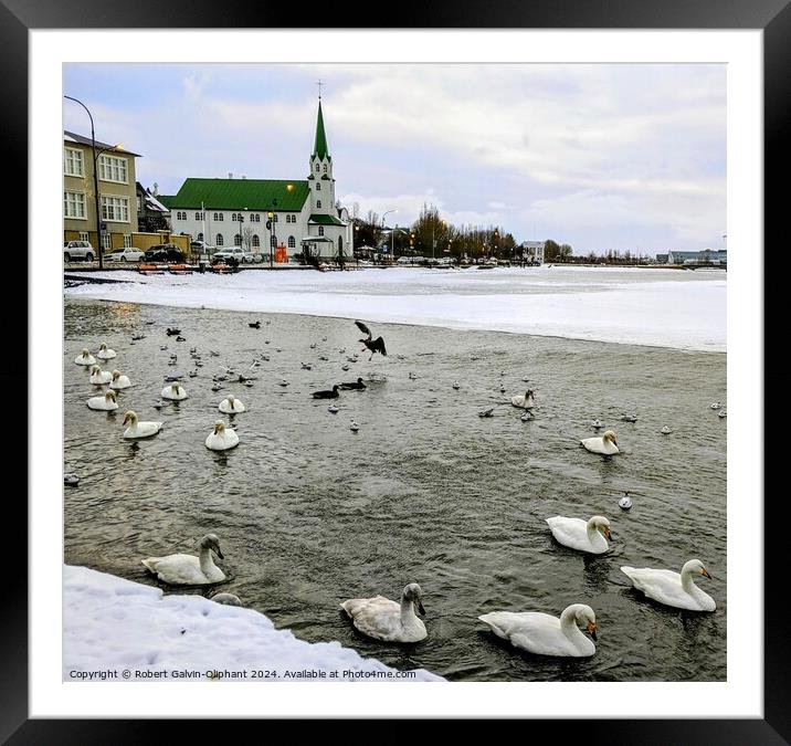 Swans in a snowy pond Framed Mounted Print by Robert Galvin-Oliphant