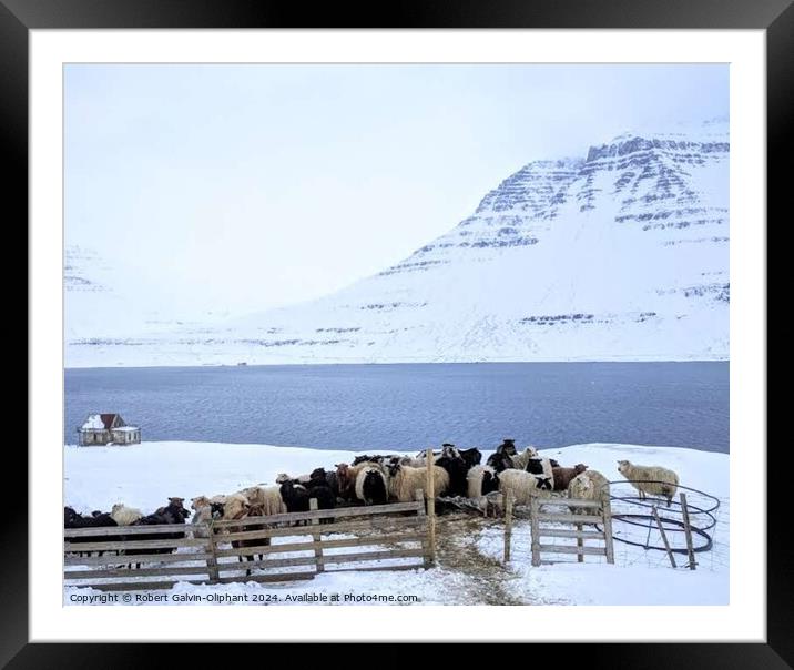 Sheep huddle during snowfall  Framed Mounted Print by Robert Galvin-Oliphant