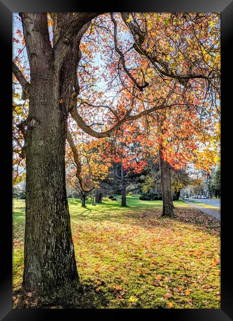 Fall leaves and trees in park Framed Print by Robert Galvin-Oliphant