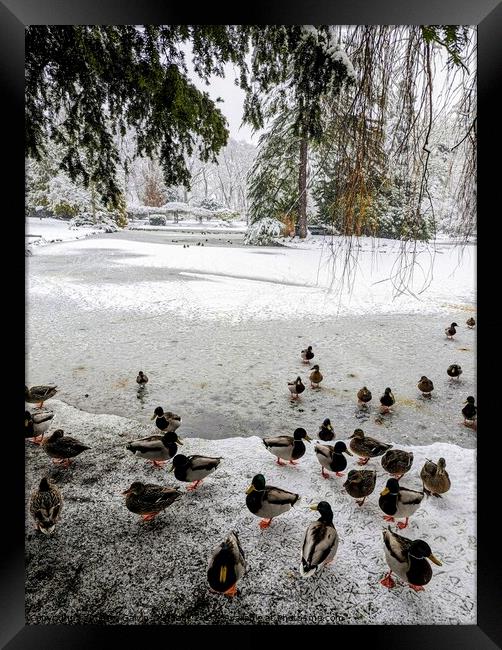 Ducks at a frozen and snowy park pond Framed Print by Robert Galvin-Oliphant